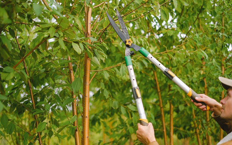 Tree trimming in Yakutat, AK